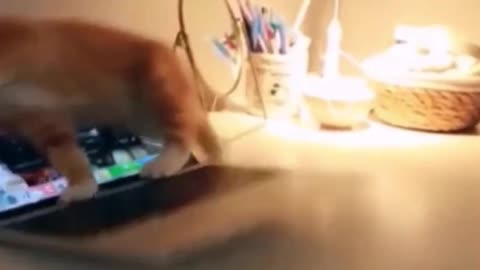Do you think the cats fought at the end?
