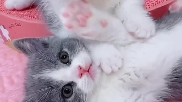 Baby Cat Cute Cat