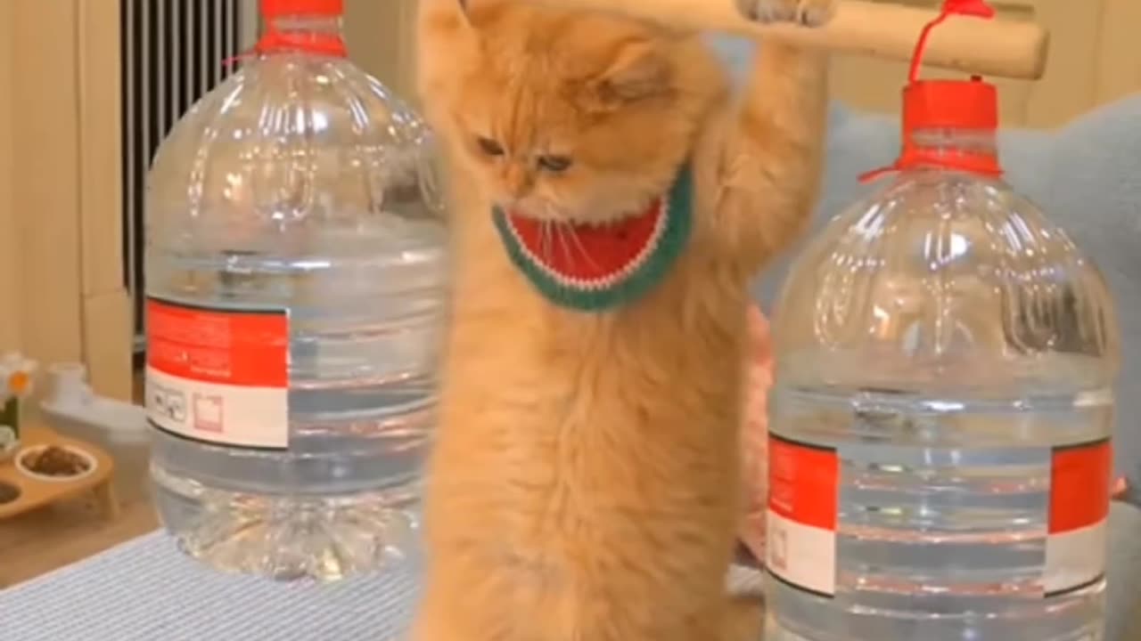 Funny animals, funny animals video, smart cat