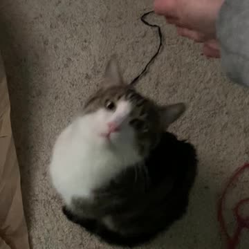 Han likes to jump into pets