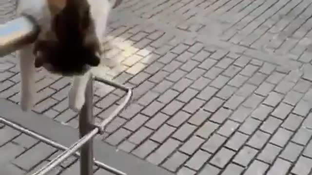 Cat resting on railing #shorts #viral #shortsvideo #video