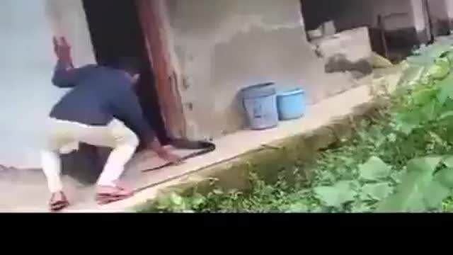 How not to catch a KingCobra😱😱😱!!