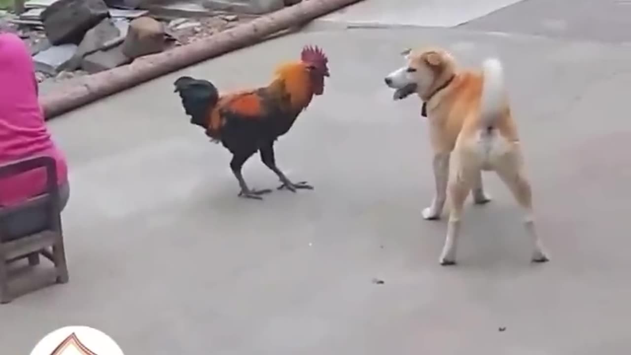 Animal play