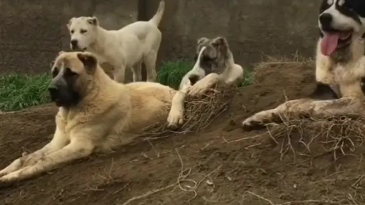 Anatolian SHepherd Dogs