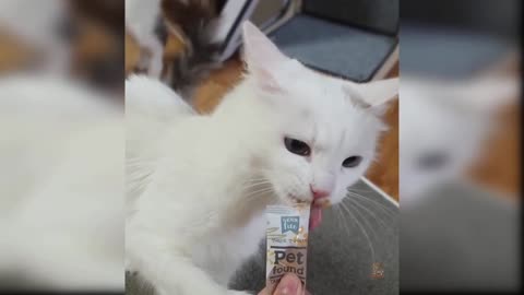 Funny activity with cats 🐱