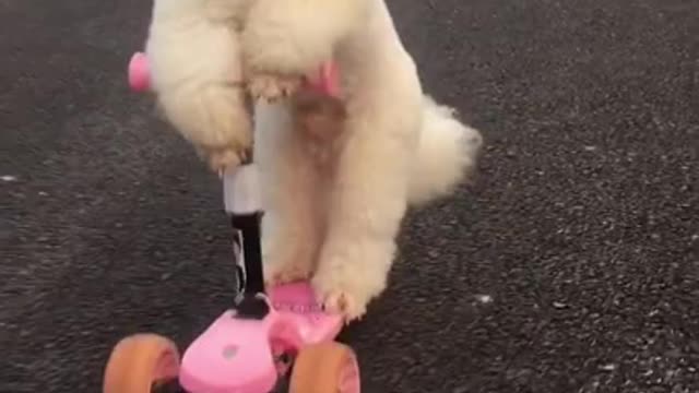 Funny baby animals videos - 34