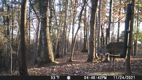 The Woods - 11/25/2021