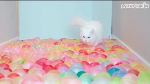 CATS AMAZING WALKS ON THE BALLONS | SEEMS LIKE AFRADING| #cats #amazing