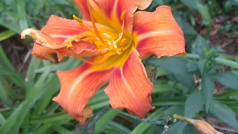 Tiger Lily