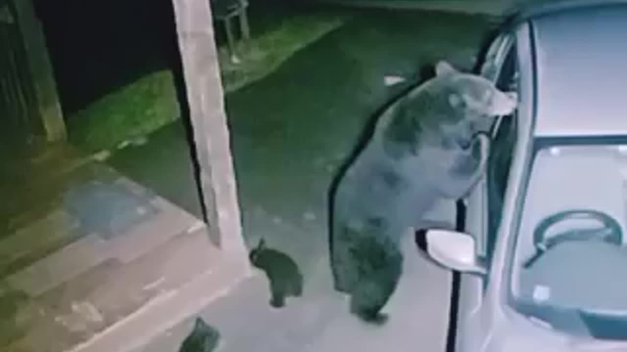 "Bear Breaks into Locked Car for Food! Wildlife Encounter 🐻🚗"