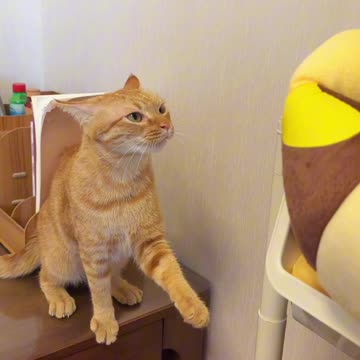 Cats Meow Funny Video