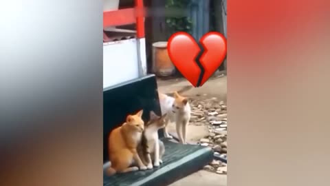 Funny Animal Videos 2023 😂 - Funniest Cats And Dogs Video 😺😍