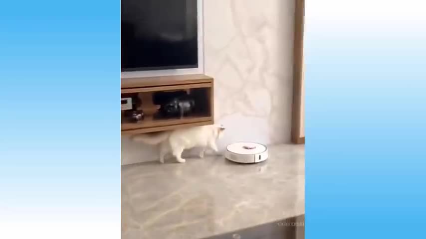 Top Funny Cat Videos of The Weekly TRY NOT TO LAUGH