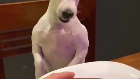 Funny and cute dog