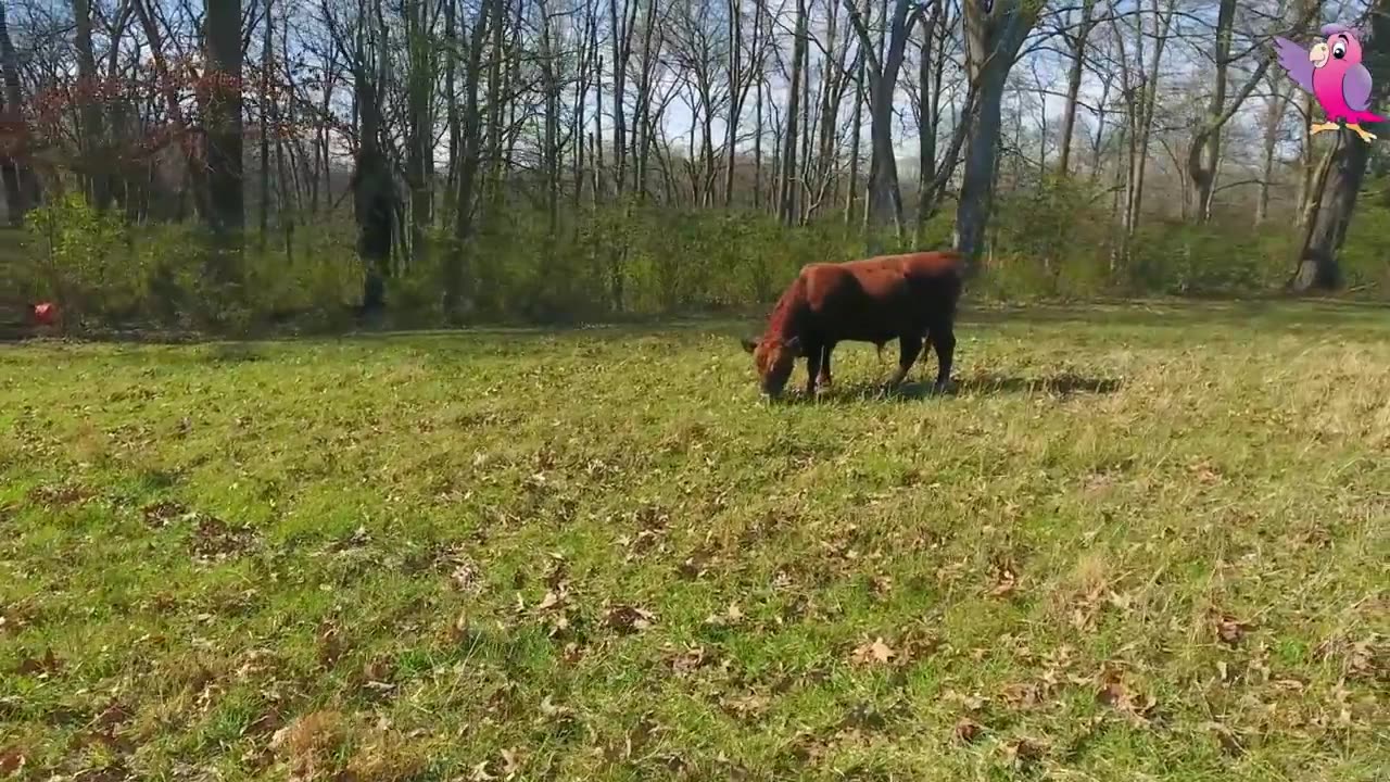 COW VIDEO 🐮🐄 COWS MOOING AND GRAZING IN A FIELD 🐄🐮