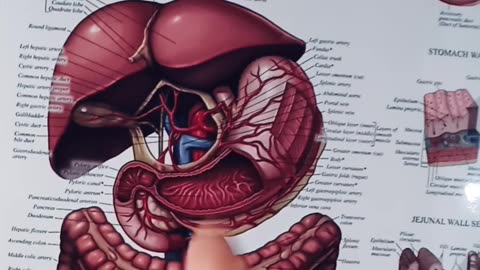 Soy & your GI system