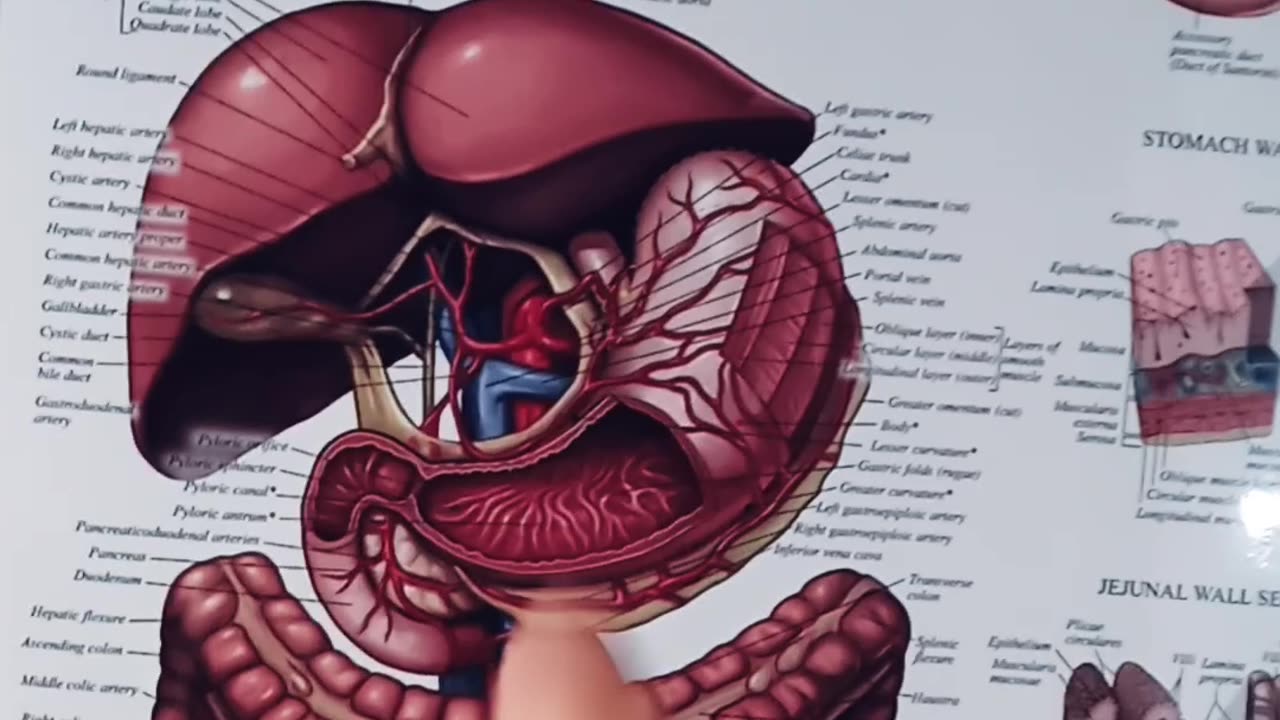 Soy & your GI system