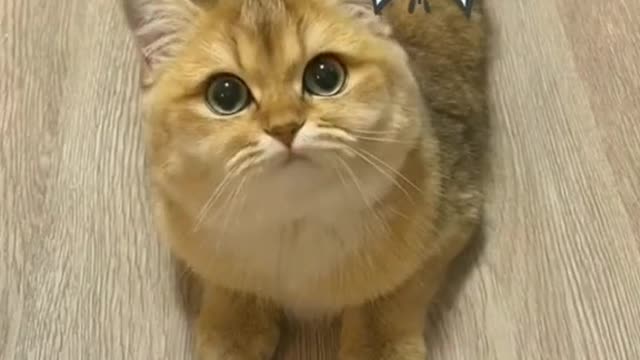 Funniest & Cutest German Shepherd Videos #3 - Puppy Videos 2022