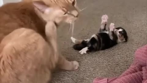 Funny cats - Part 10