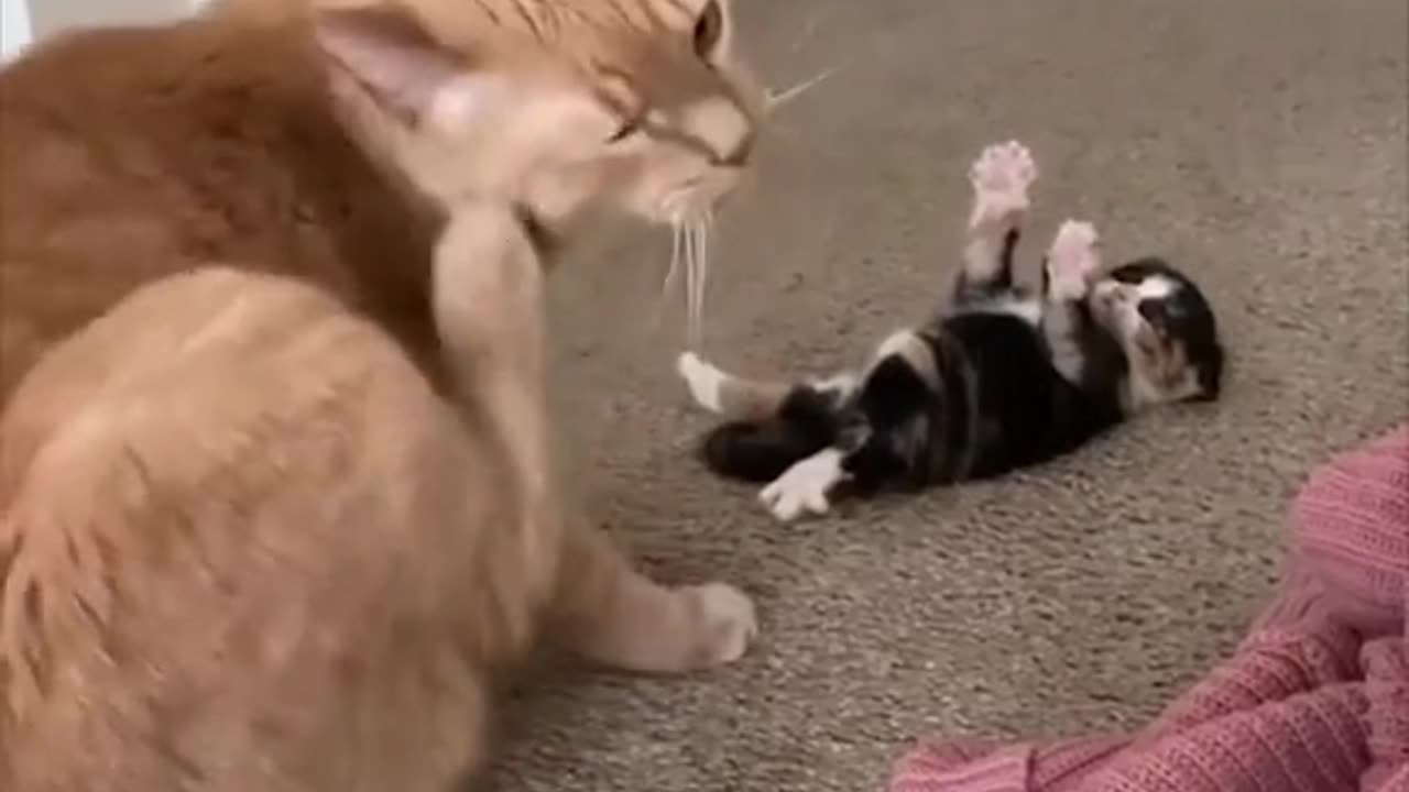 Funny cats - Part 10