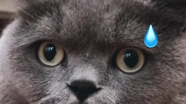 cat draw