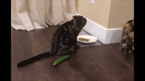The cucumber!