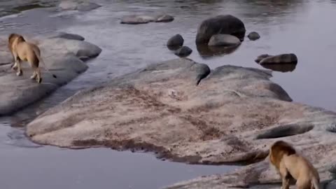 Lion crossing the river