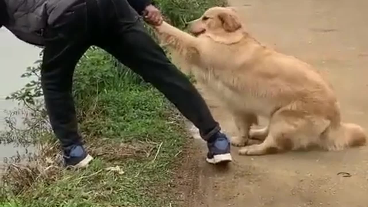Get ready to laugh with these hilarious funny animal videos