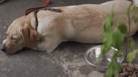 my lovely dog best video