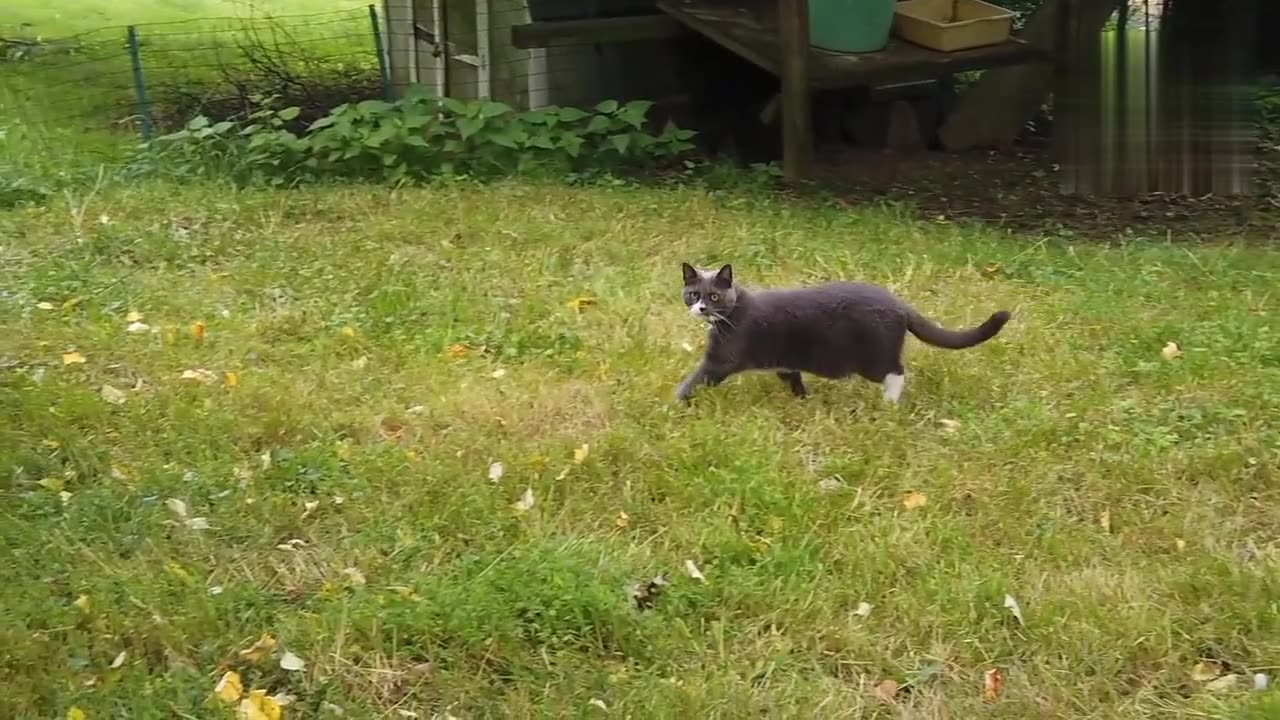 Big gray cat attacking mood