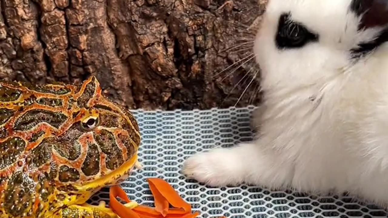 Funny Video