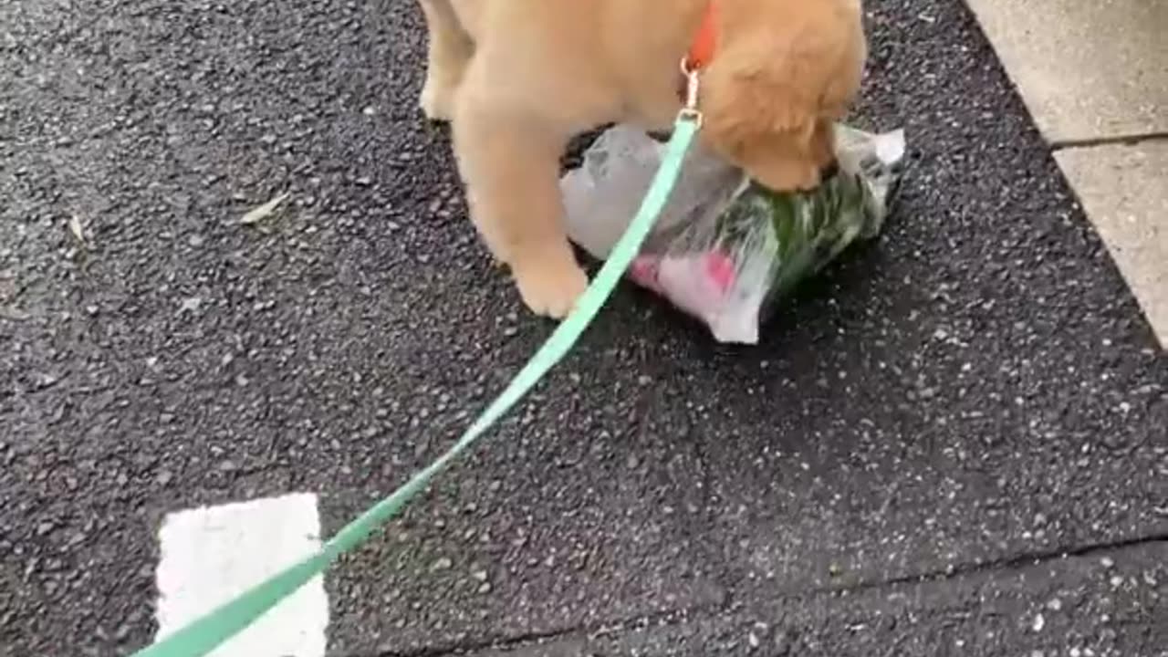 Golden Retriever puppy takes random things with him on walks