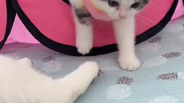 OMG So Cute Cats ♥ Best Funny Cat ❤️🐈Videos 2021 #shorts