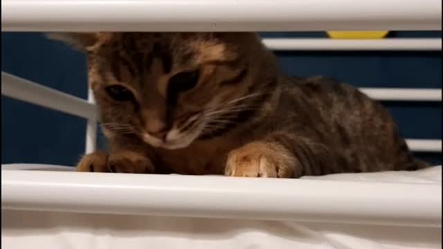 the cat hunt the owner