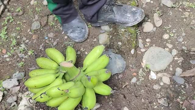 Backyard Fruit Harvesting