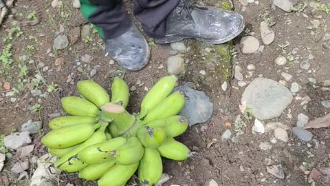 Backyard Fruit Harvesting