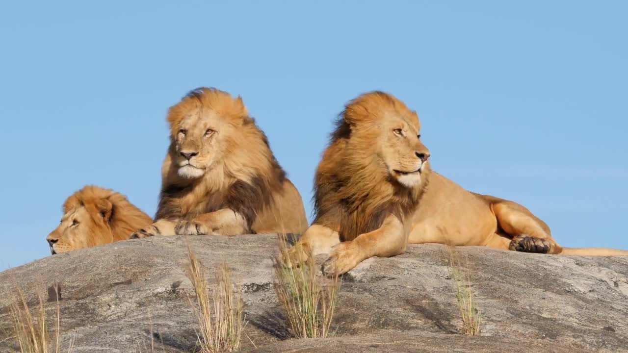Lions rest after a hearty lunch