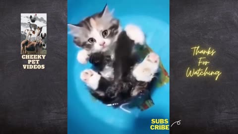 Funny Cat 🐈🐈 videos 😹