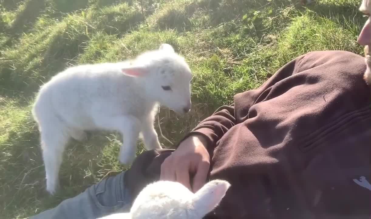 Cute Lamb Needs Attention