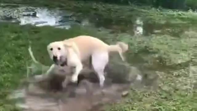 This Dog Loves To Play In The Puddle.