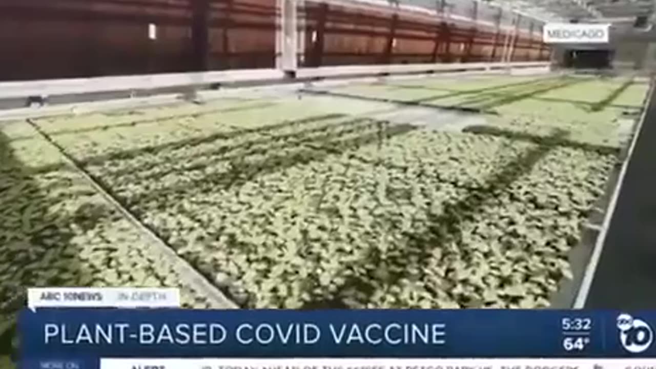 They are developing plant-based 'vaccines'