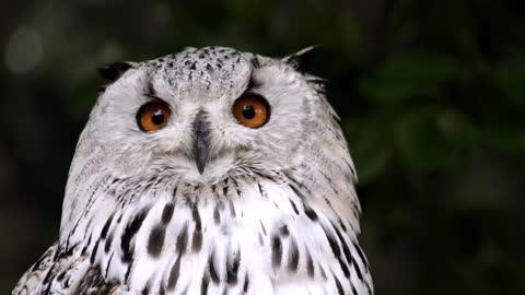 White owl turns its head