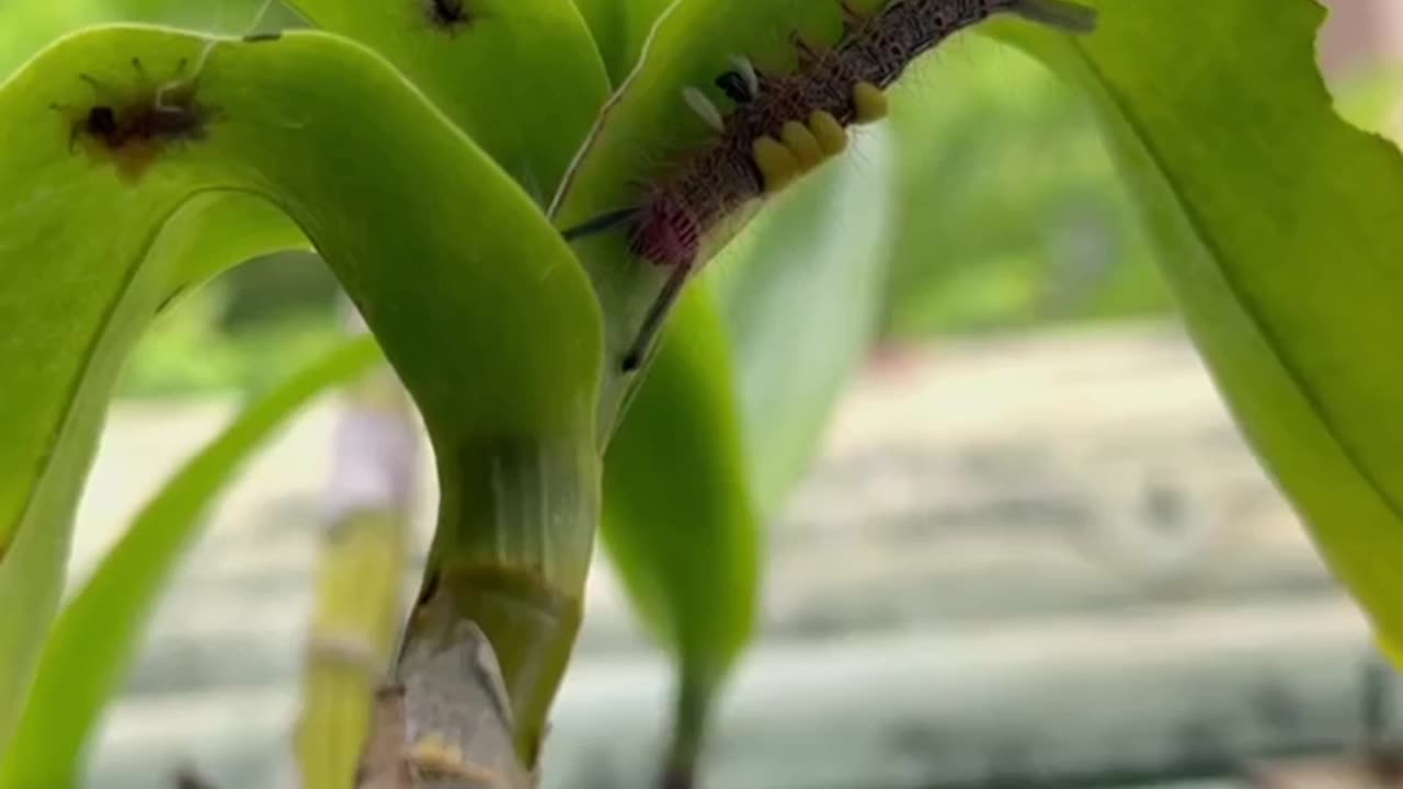 What do Caterpillar eggs look like?