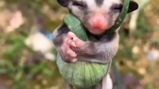 Tiny sugar glider