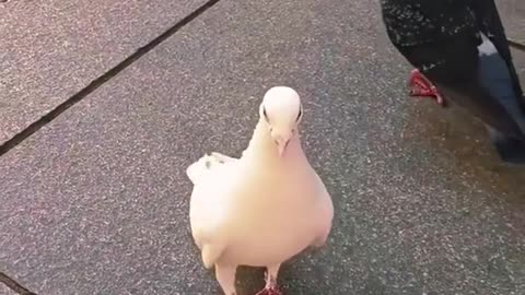 Funny animal Moments