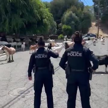Police help to contain herd of escaped goats in California