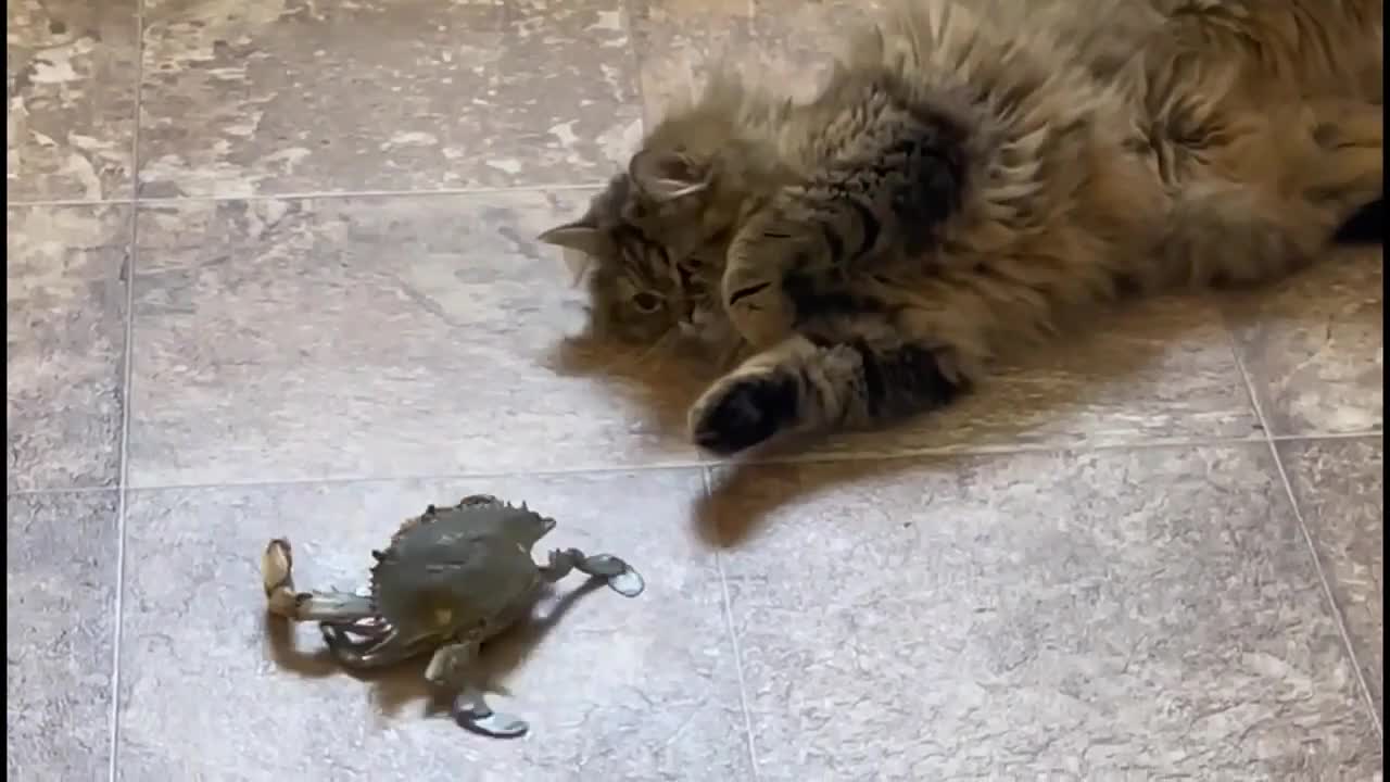 Cat Tries To Befriends Crab By Showing Tricks To Grab Attention