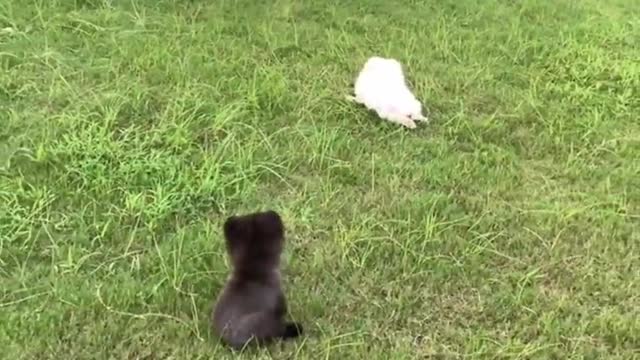 Cute and Funny Pomeranian Videos 204 #Shorts