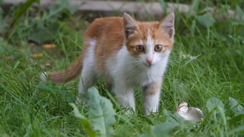 Cat Loves to Play