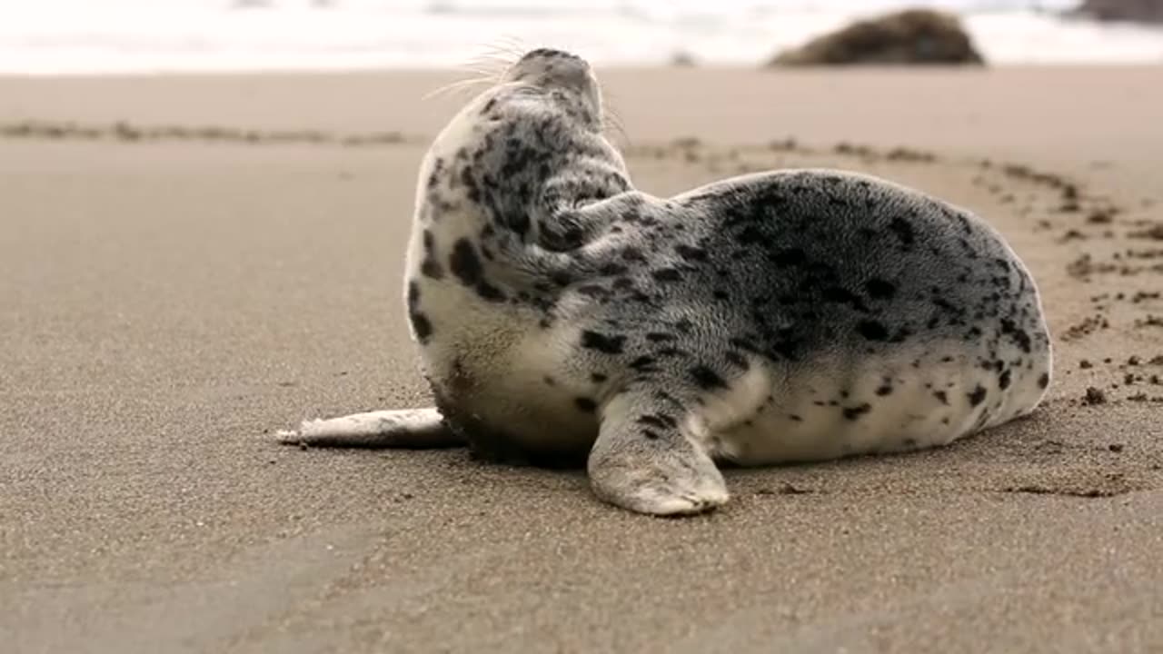 Funny seal of the beach